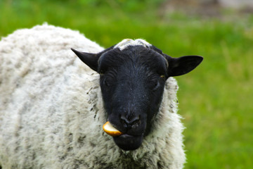 A lone sheep grazing on a beautiful meadow for grazing