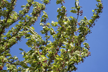 Cherry tree branches with red berries