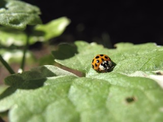 Junger Marienkäfer auf Weihrauchblatt in der Morgensonne