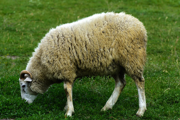 A lone sheep grazing on a beautiful meadow for grazing