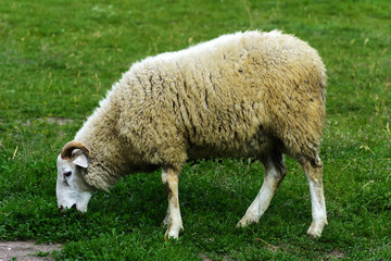 A lone sheep grazing on a beautiful meadow for grazing