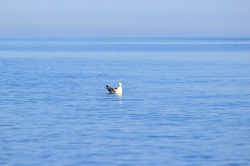 Seagull on sea surface in morning light, blurred ships in background