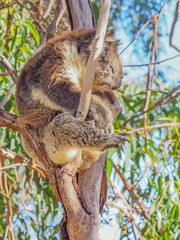 Sleepy Koala