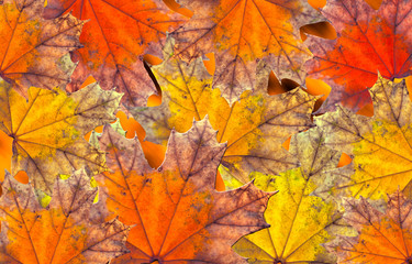 Naklejka na ściany i meble Maple leaves. Background with bright autumn maple leaves red and yellow.