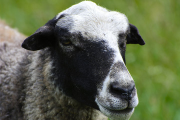 A lone sheep grazing on a beautiful meadow for grazing