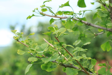 Young leaves of Ginkgo Biloba. 
