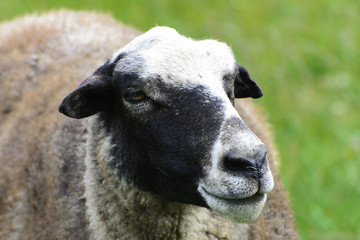 A lone sheep grazing on a beautiful meadow for grazing