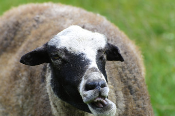 A lone sheep grazing on a beautiful meadow for grazing