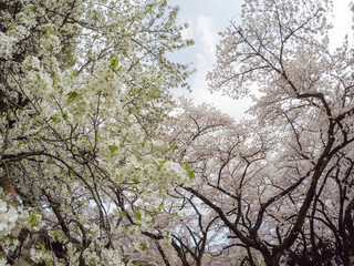Cherry Blossoms at Chidorigafuchi moat,Chiyoda,Tokyo,Japan in spring.