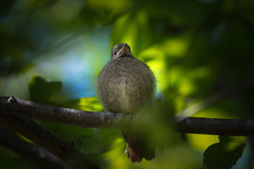 Jeune rouge queue perché sur une branche