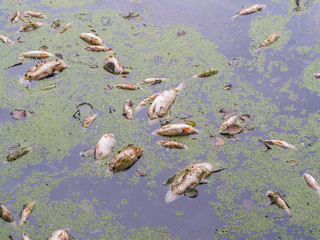 Fischsterben