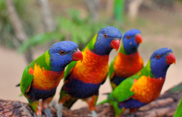 loriquet arc en ciel en australie