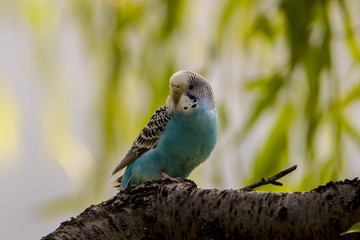 Obraz premium Melopsitiacus undelafusp