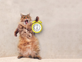 The big shaggy cat is very funny standing.clock 6