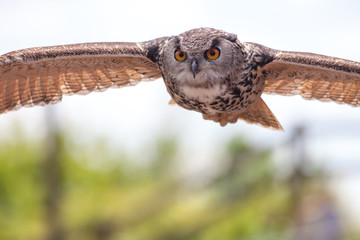 European eagle owl bird of prey in flight hunting. Stealthy predator flying. Wildlife image with copy space.