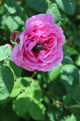 Beetle inside the flower of the rose