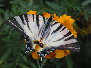 Butterfly on an orange flower on a summer day