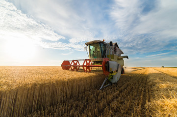 Harvesting of wheat fields in summer