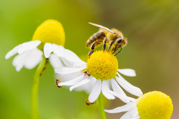 Bee picking pollen chamomile flower. Beauty natural background. 