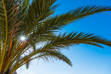 Fototapeta na wymiar Sun shining a palm tree in Alghero