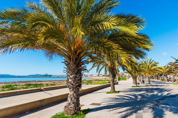 Palm trees in Alghero seafront