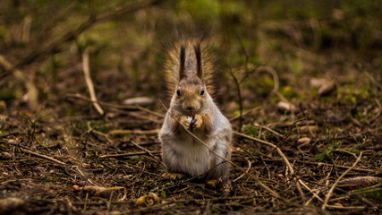 Fat squirrel gnaws a nutlet