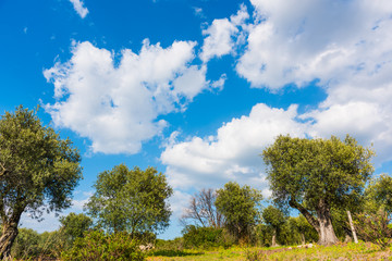 Fototapeta na wymiar Clouds over olive trees