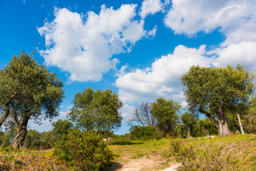 Fototapeta na wymiar Olive trees in the countryside