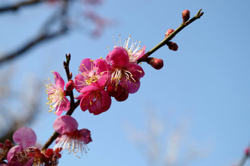 plum blosson in japanese garden