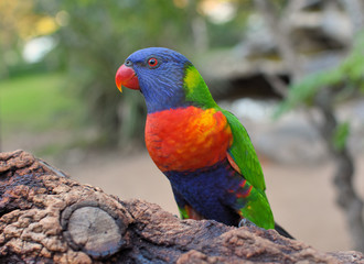 loriquet arc en ciel en australie