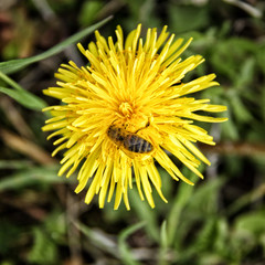 Dandelion with the bee sitting on its blossom