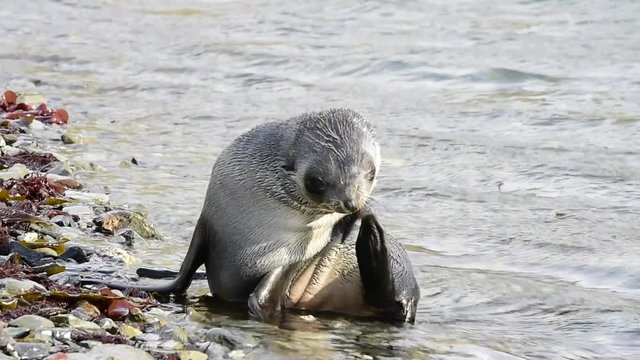 Antarctic fur seal on the beach