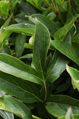 Obraz premium Творческий фон с листьями пиона.Крупный план.Вертикальный.