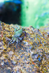 Crabs on a rock. Crabs have a sunbath on a rock near the sea.