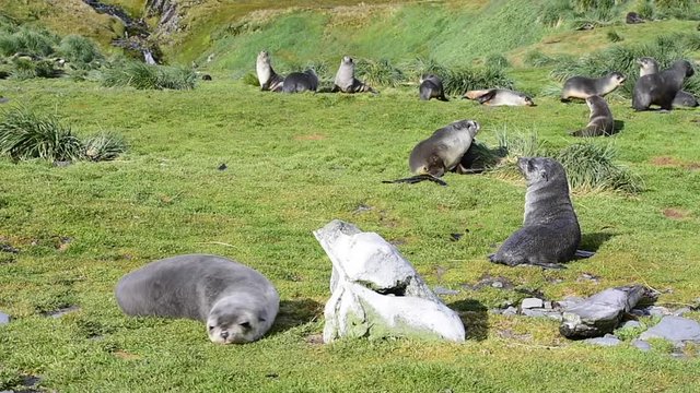 Antarctic fur seals famaly in grass