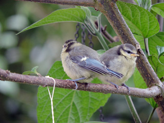 Deux bébés mésanges bleues