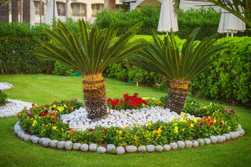 Le palmier est joliment décoré dans le parc