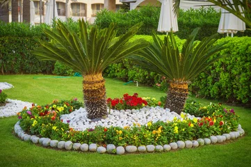 Crédence de cuisine en verre imprimé Palmier Le palmier est joliment décoré dans le parc