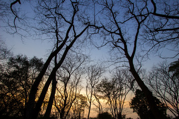 Leafless trees with blue sky background