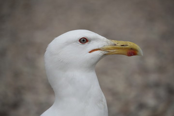Goéland