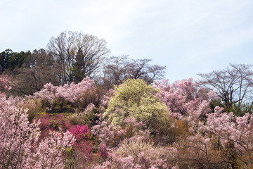 Multicolor flowering trees covering hillside ,Hanamiyama Park,Fukushima,Tohoku,Japan.