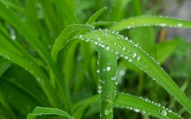 water drop on green grasses in rainy.