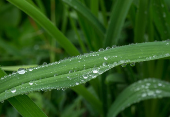 water drop on green grasses in rainy.
