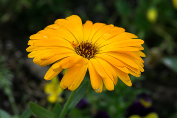 macro flower, small yellow sunflower in public park