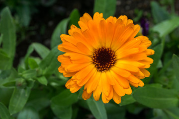 macro flower, small yellow sunflower in public park