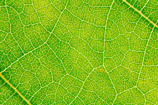 Leaf texture pattern for spring background, environment and ecology concept design.