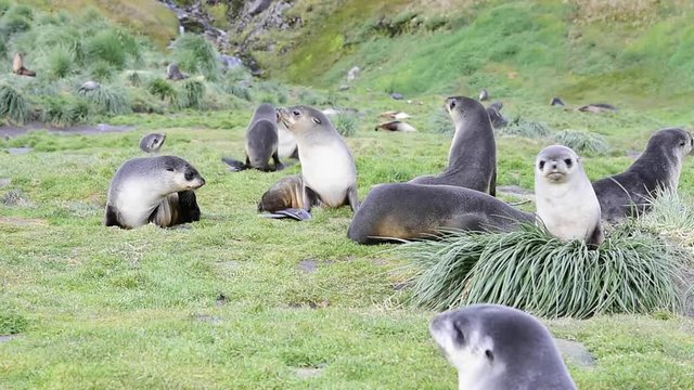 Antarctic fur seals famaly in grass