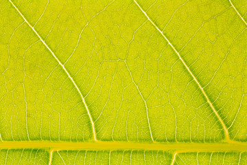 Leaf texture pattern for spring background, environment and ecology concept design. Color effect picture.