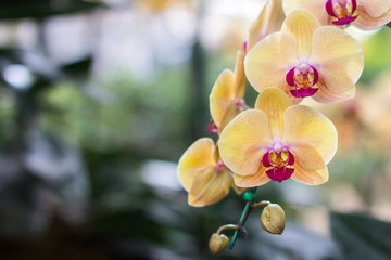 Beautiful orchid flower and green leaves background in the garden at winter or spring day.