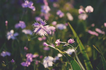 Pink wildflowers. Floral background.